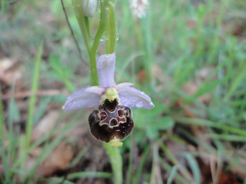 Ophrys holoserica tetraloniae 01.JPG