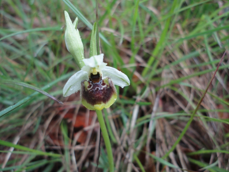 Ophrys holoserica tetraloniae 02.JPG
