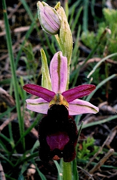 Ophrys bertolonii ssp, benacensis 5863 - Copia.JPG