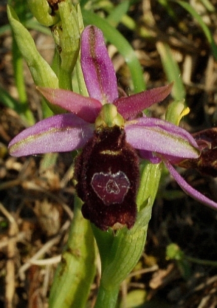 Ophrys bertolonii ssp. benacensis 5849.JPG