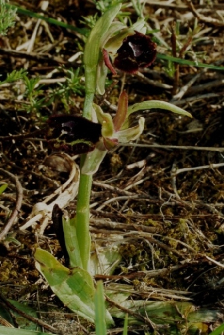 Ophrys bertolonii ssp. benacensis 5855.JPG