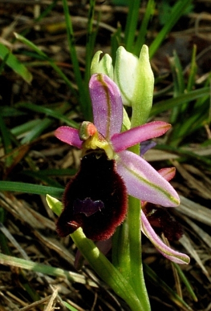 Ophrys bertolonii ssp. benacensis 5858 - Copia.JPG