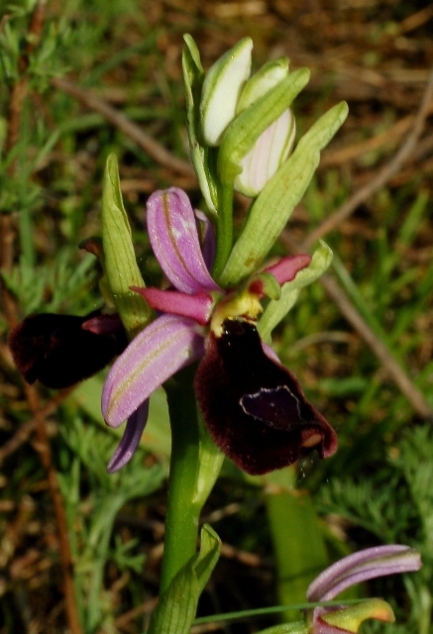 Ophrys bertolonii ssp. benacensis 5851.JPG