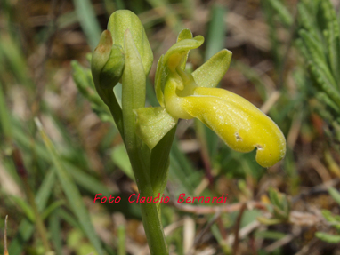 ophrys fusca apocromatica.jpg