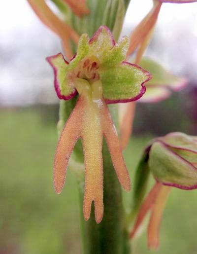 Orchis anthropophora.JPG