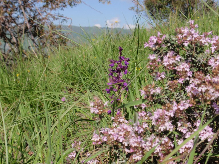 Anacamptis morio.JPG