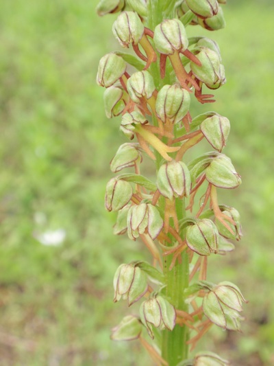 Orchis anthropophora.JPG