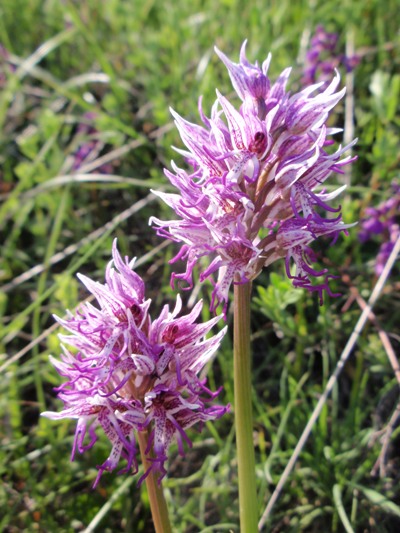 Orchis simia.JPG