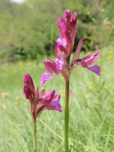 A.papilionacea 1.JPG