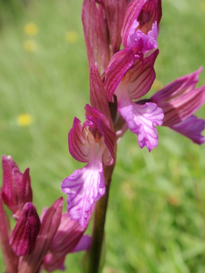 A. papilionacea 2.JPG