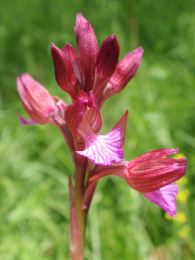 A. papilionacea 3.JPG