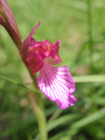 A. papilionacea 4.JPG