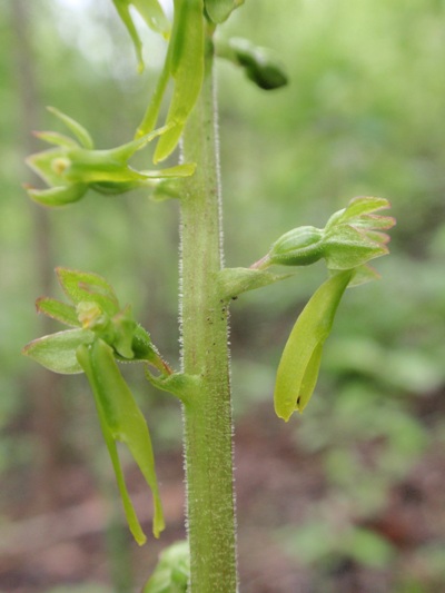 Listera ovata 1.JPG