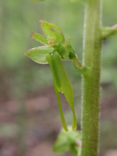 Listera ovata 2.JPG