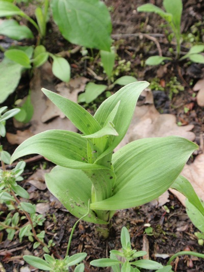 Epipactis sp..JPG