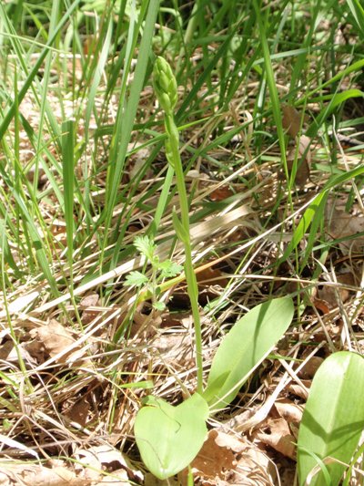 Platanthera chlorantha.JPG