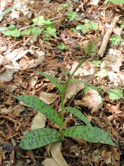 D. fuchsii 1.JPG