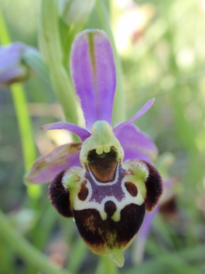 Ophrys fuciflora 1.JPG