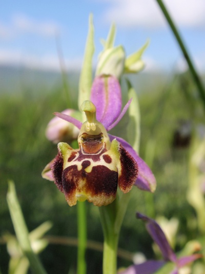 Ophrys fuciflora 2.JPG