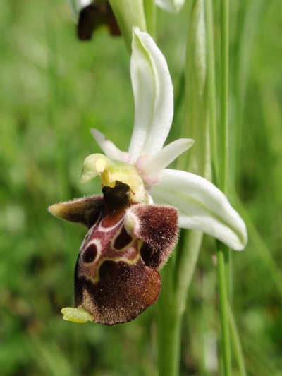 Ophrys fuciflora 4.JPG