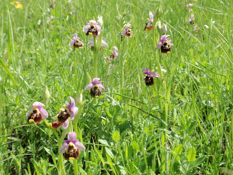 Ophrys fuciflora 5.JPG