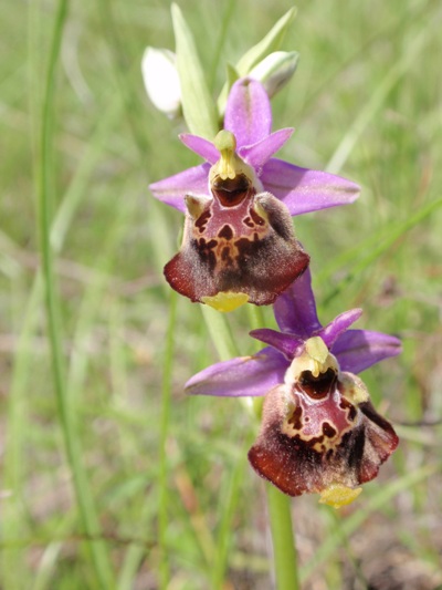 Ophrys fuciflora 6.JPG