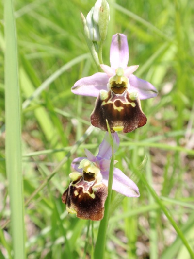 Ophrys fuciflora 7.JPG