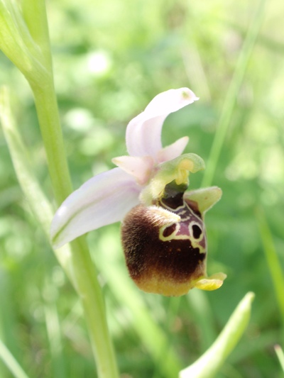 Ophrys fuciflora 8.JPG