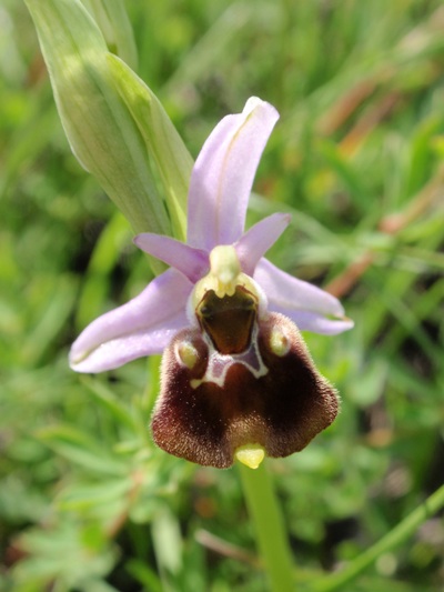 Ophrys fuciflora 9.JPG