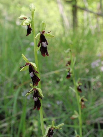 Ophrys insectifera 1.JPG