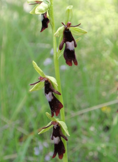 Ophrys insectifera 2.JPG