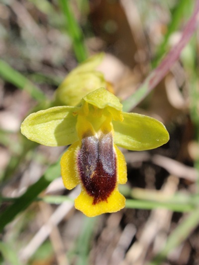 Ophrys lutea 1.JPG