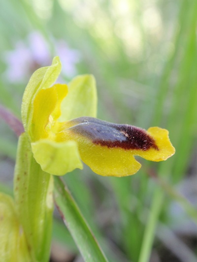 Ophrys lutea 2.JPG