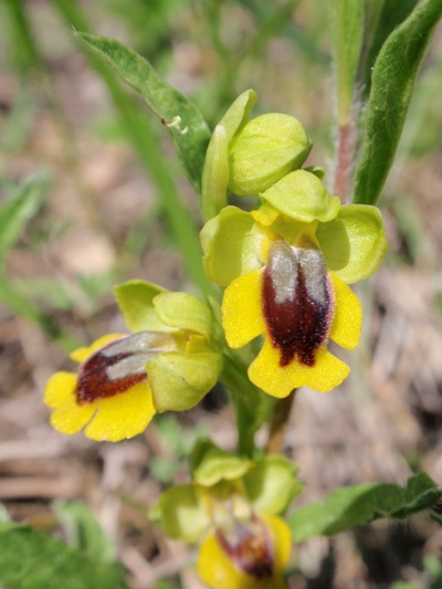 Ophrys lutea 3.JPG