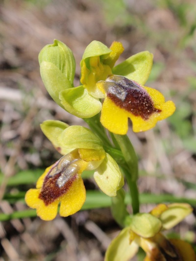 Ophrys lutea 4.JPG