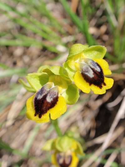 Ophrys lutea 5.JPG