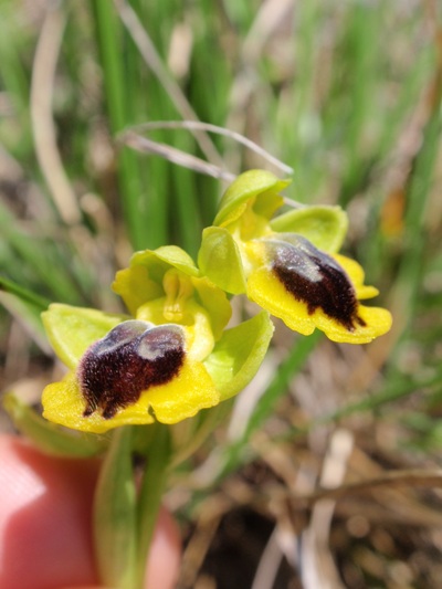 Ophrys lutea 6.JPG