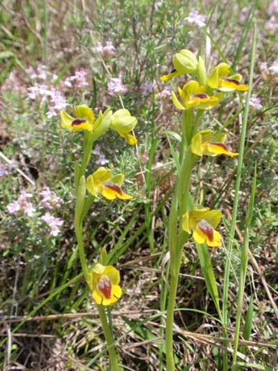 Ophrys lutea 7.JPG