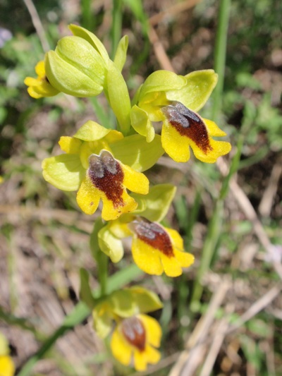 Ophrys lutea 8.JPG