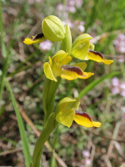 Ophrys lutea 9.JPG