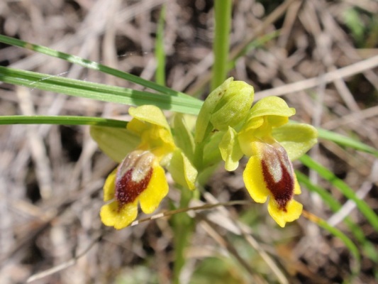 Ophrys lutea 10.JPG