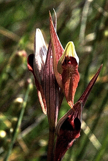 Serapias vomeracea 5867.JPG