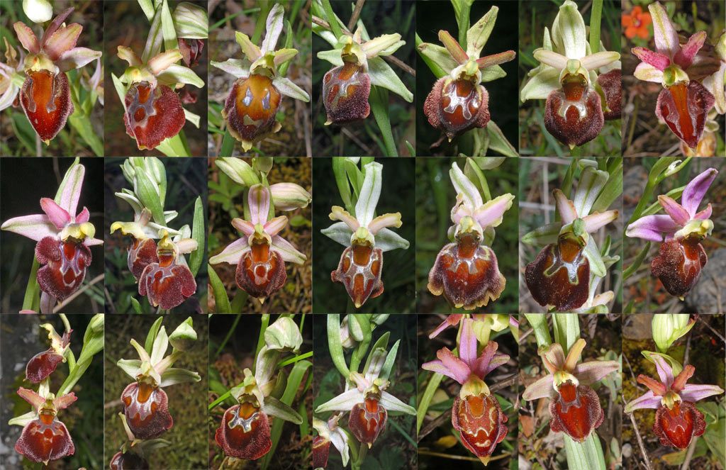 Ophrys morisii.jpg