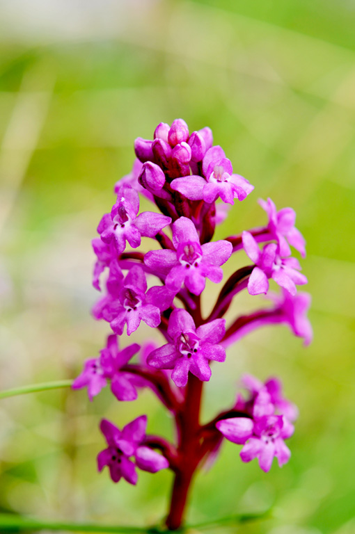 Orchis quadripunctata_20120516-0giros.jpg