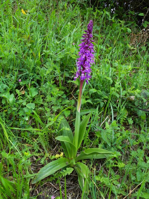 Orchis mascula_20120503-0giros.jpg