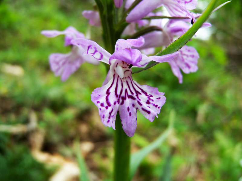 Dactylorhiza maculata_ssp_saccifera-0.jpg