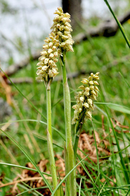 Neotmac_amaculata-01giros.jpg