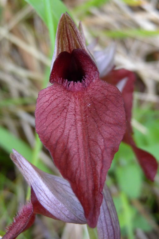 Serapias sp2_giros.jpg