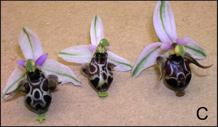 Op. scolopax subsp. cornuta.jpg