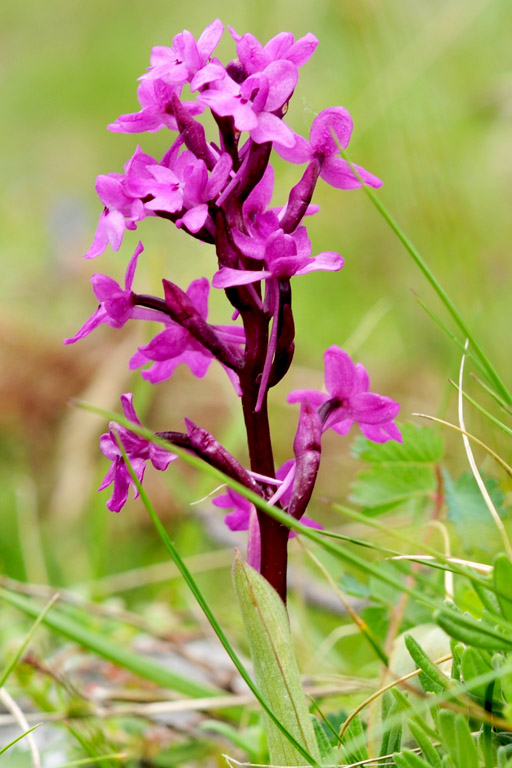 Orchis quadripunctata_2012_cocuzz-0.jpg